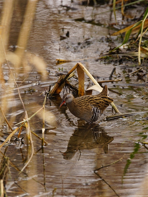 NCi,Water Rail